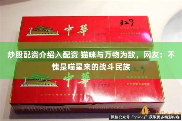 炒股配资介绍入配资 猫咪与万物为敌，网友：不愧是喵星来的战斗民族